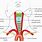Common Carotid Artery Location