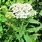 Common Yarrow Achillea Millefolium