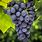 Concord Grape Plants