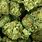 Connoisseur Cannabis Strains