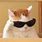 Cool Cat with Sunglasses Meme