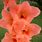 Coral Gladiolus