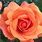 Coral Roses Images