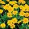 Coreopsis Golden Joy Leaf-Type