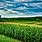Corn Field Landscape
