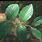 Cornus Florida Leaf