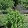 Cornus Sericea Red Twig Dogwood
