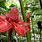 Costa Rica Plants