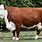 Cow Hereford Cattle