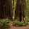 Crescent City California Redwood Forest