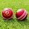 Cricket Ball Sports