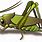 Cricket Bug Cartoon Transparent