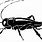 Cricket Bug Clip Art Black and White