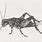 Cricket Insect Sketch