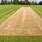Cricket Pitch Picture