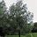 Cricket Willow Tree