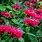 Crimson Bee Balm