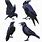 Crow Vector Art
