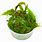 Cryptocoryne Usteriana