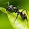 Cute Ant Pictures