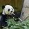 Cute Baby Panda Bear Eating