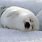 Cute Baby Seal Sleeping
