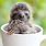 Cute Baby Sloth Desktop
