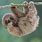 Cute Baby Sloth Wallpaper