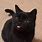 Cute Black Cat Profile Picture