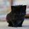 Cute Black Kitty Cat