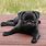 Cute Black Pug Pictures