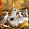 Cute Cat Fall Wallpapers