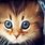 Cute Cat Live Wallpaper