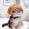Cute Cats in Hats