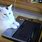 Cute Cats with Laptops
