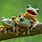 Cute Frog Desktop