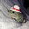 Cute Frog with a Hat