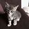 Cute Gray Tabby Kitten