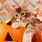 Cute Halloween Cat Wallpaper iPhone