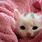 Cute Kitten Pictures Free