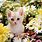 Cute Kitty Wallpaper PC