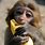 Cute Monkey with Banana
