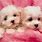 Cute Pink Puppies
