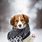 Cute Puppy Winter Backgrounds