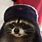 Cute Raccoon with Hat