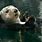 Cute Sea Otter Swimming