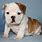 Cutest English Bulldog Puppies