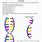 DNA Coloring Worksheet Answer Key