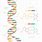DNA Structure Biology