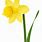 Daffodil Graphic